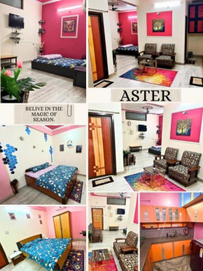 Aster